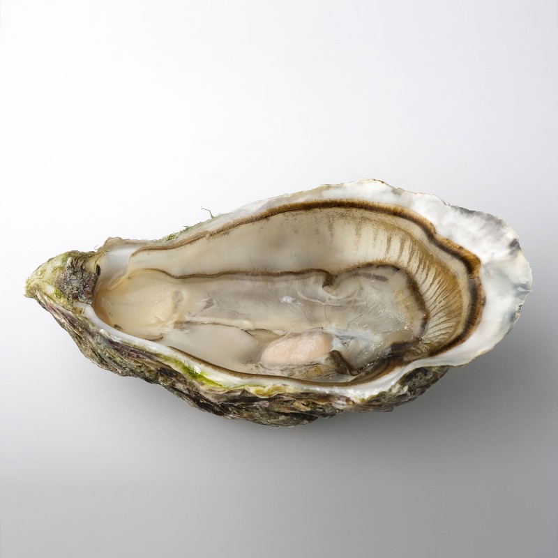 Huîtres n°0 Huître Fine Les Jardins Ostréicoles de Tatihou